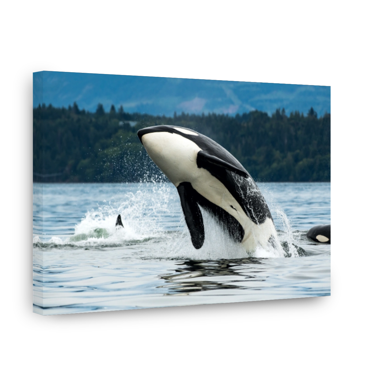 Bigg's orca whale jumping out of the sea in Vancouver Island, Canada