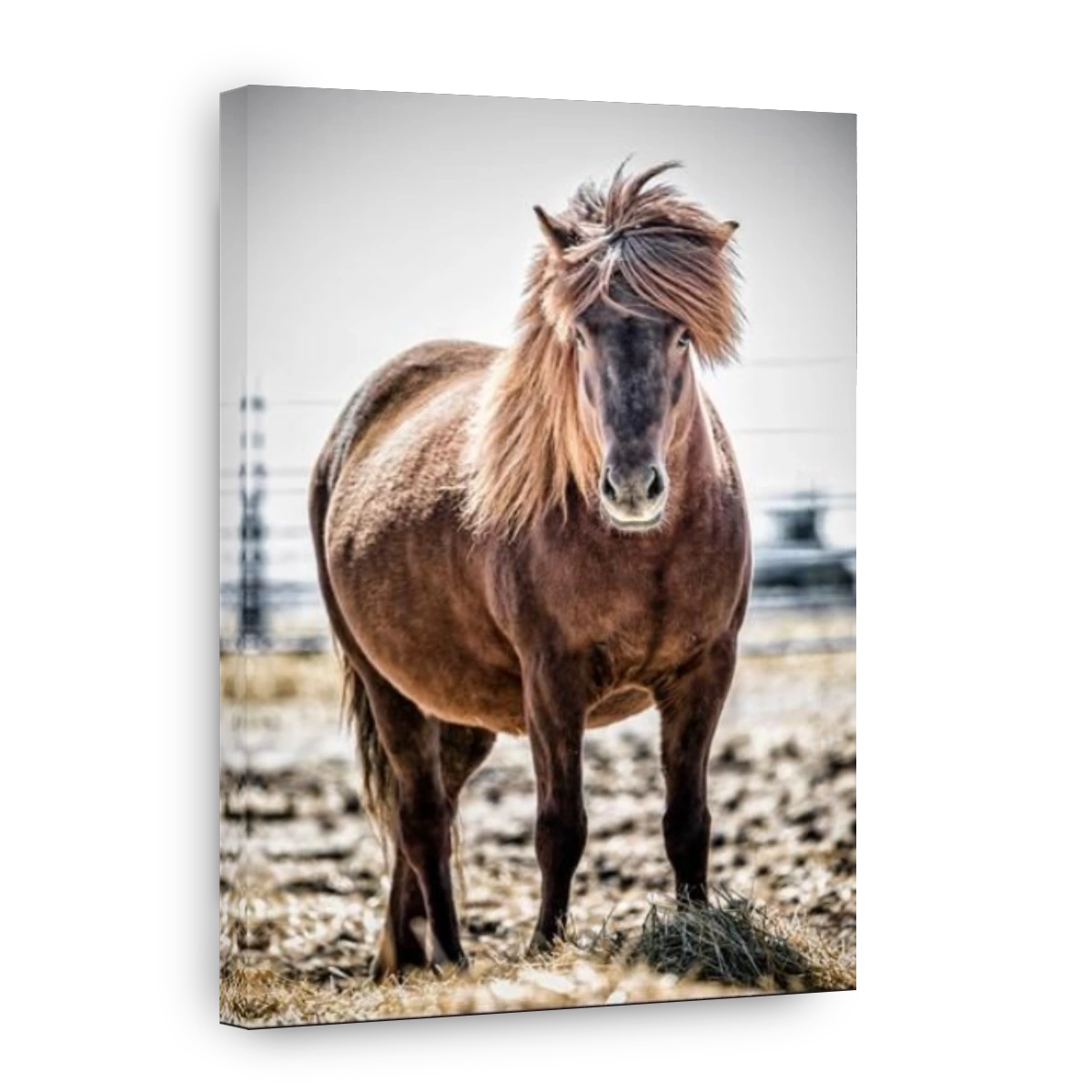 Icelandic Horse, pregnant mare, Manitoba, Canada.