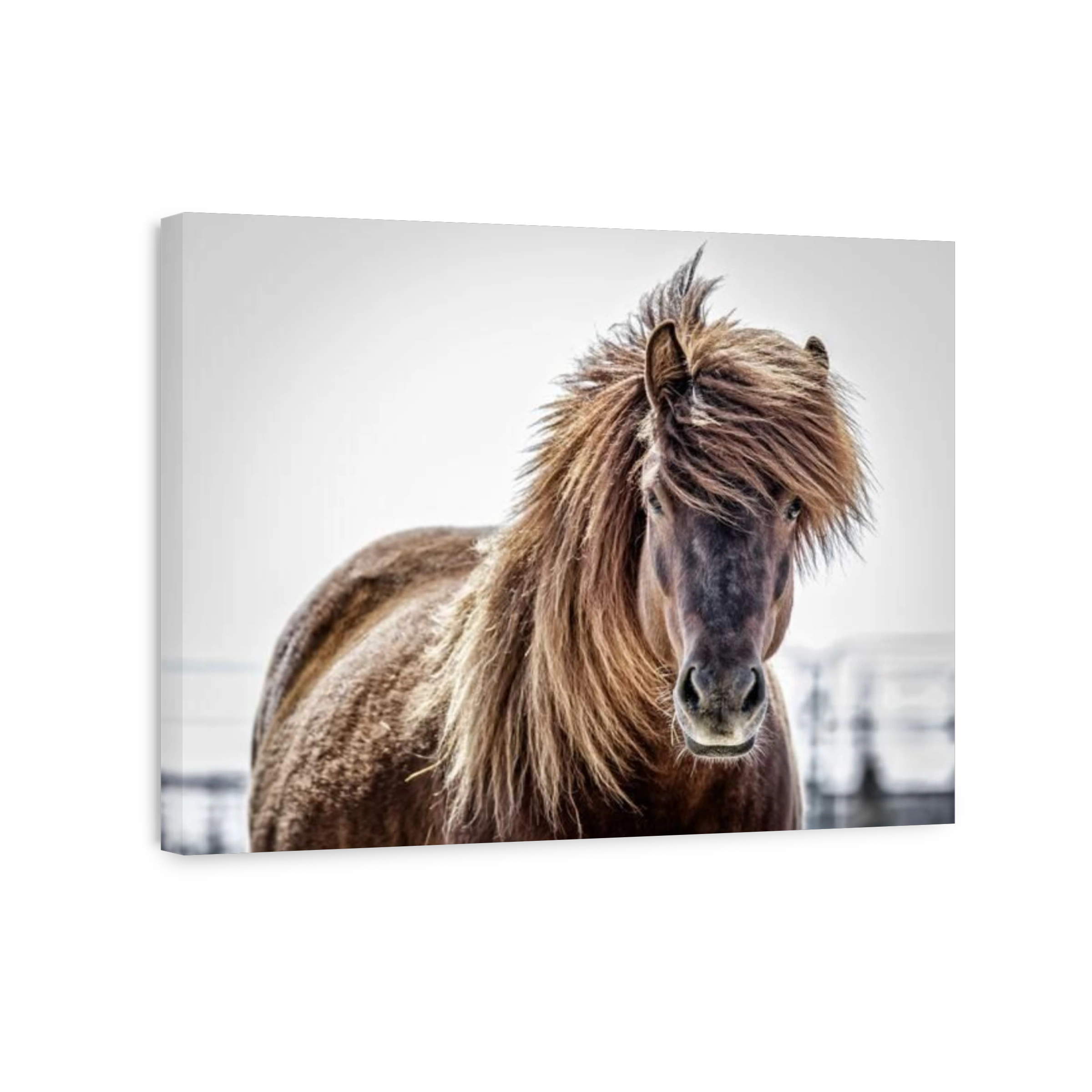 Icelandic Horse, closeup, Manitoba, Canada.