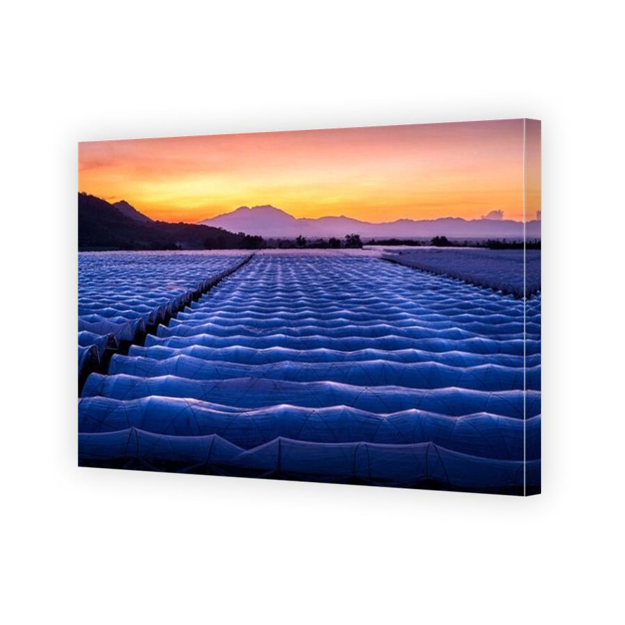 Greenhouses used for berry production near Guadalajara, Jalisco, Mexico.