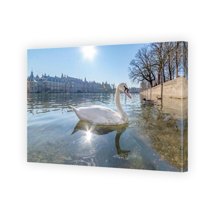 White swan swimming on the pond of Hofvijver, the Dutch parliament building and under a bright and warm late winter sun light, The Hague, Netherlands