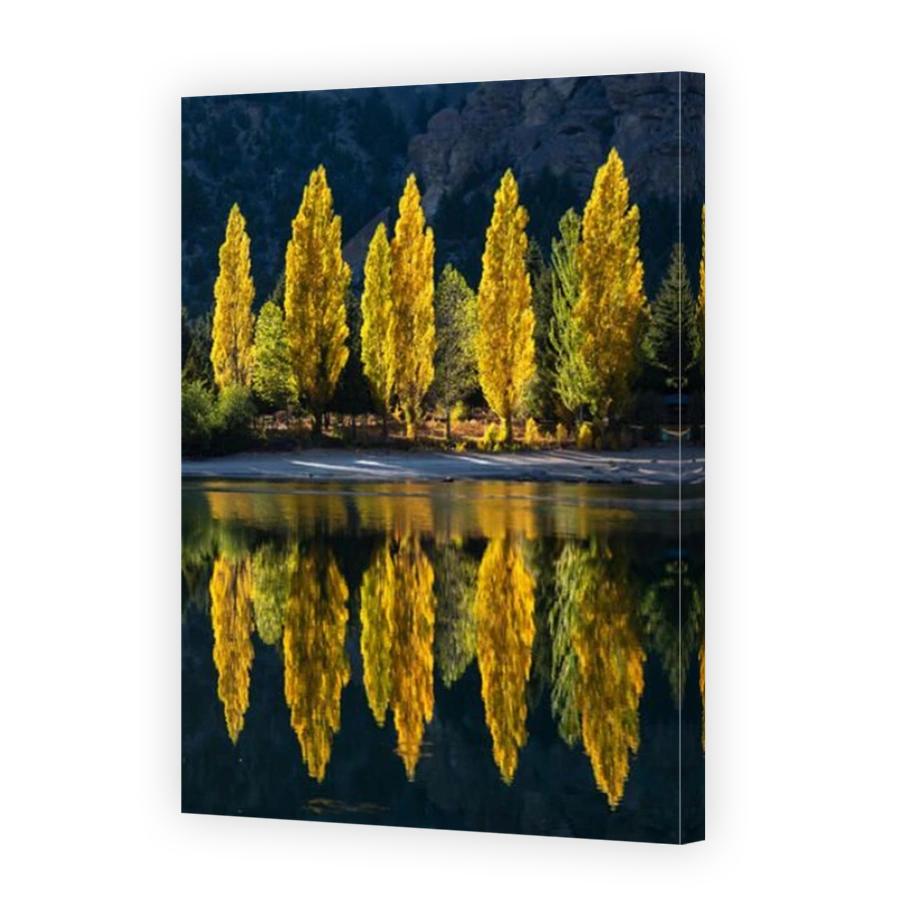 Autumnal Poplar Trees Reflected in Water
