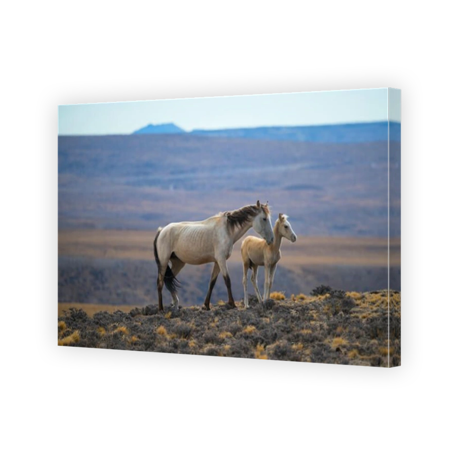 South America,Argentina,Patagonia,Santa Cruz,Cueva de los Manos,wild horses