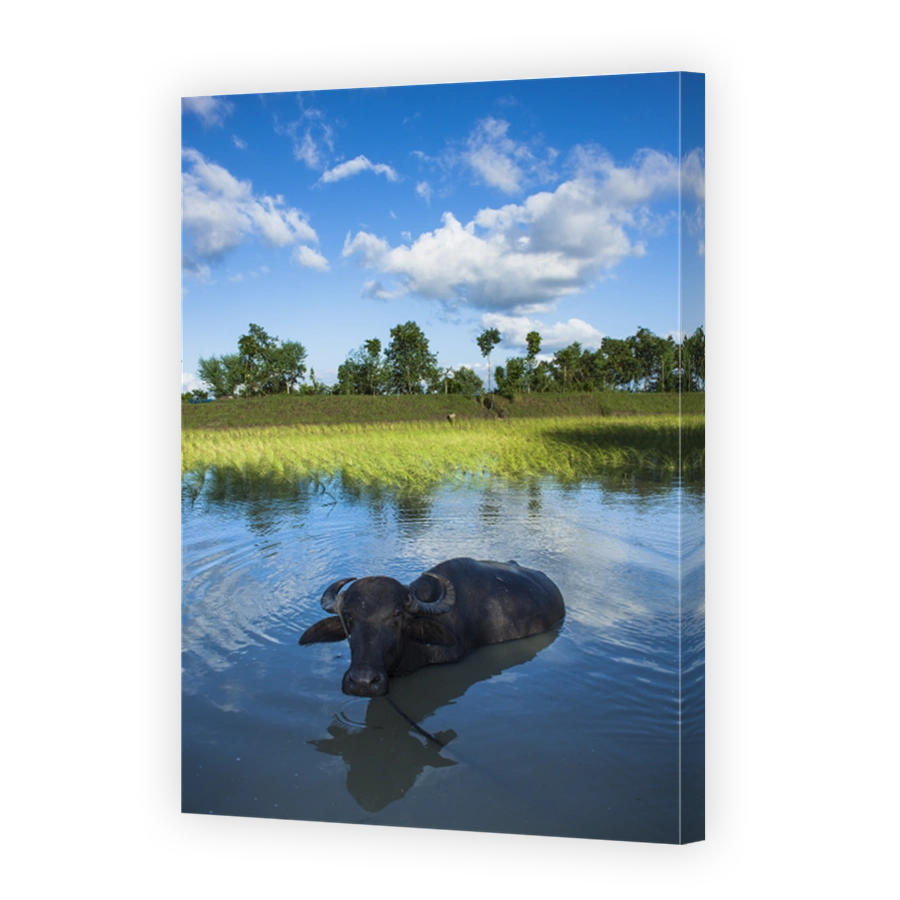 Buffalo