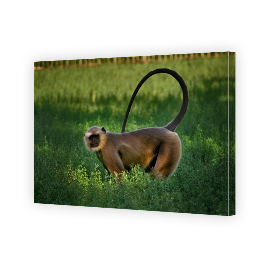 Hanuman