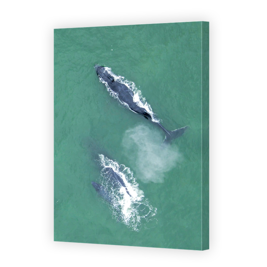 Whales Swimming in Bahia Malaga, Colombia