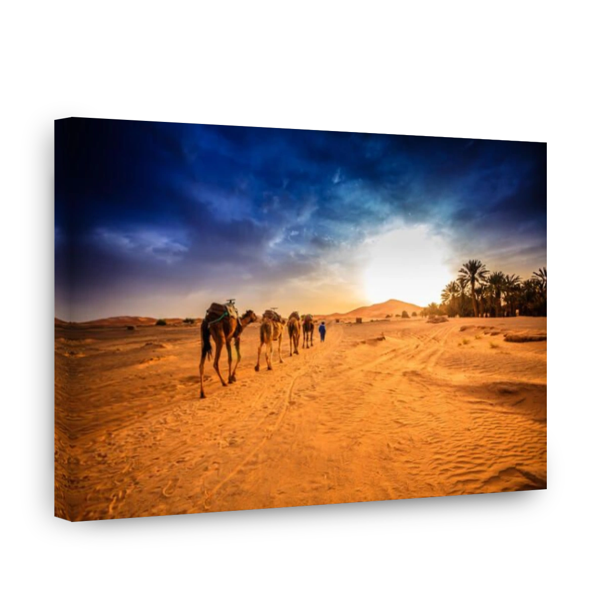Camel caravan in Sahara desert, Morocco