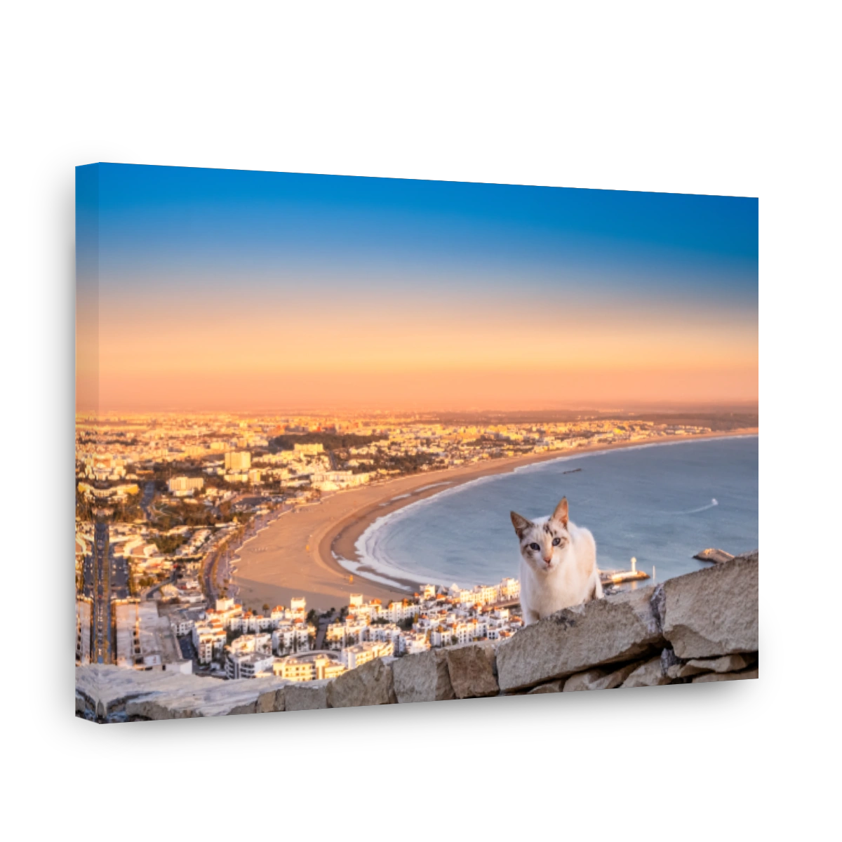 Moroccan cat in Agadir at sunset, Morocco. White cat near Oufla or Casbah fortification with panoramic view of Agadir city and bay in background. Popular seaside resort on Atlantic coast in Africa