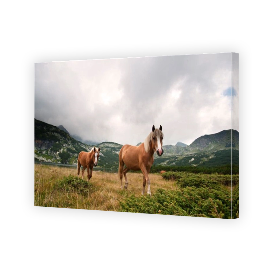 wild horse and foal at the seven Rila lakes Bulgaria
