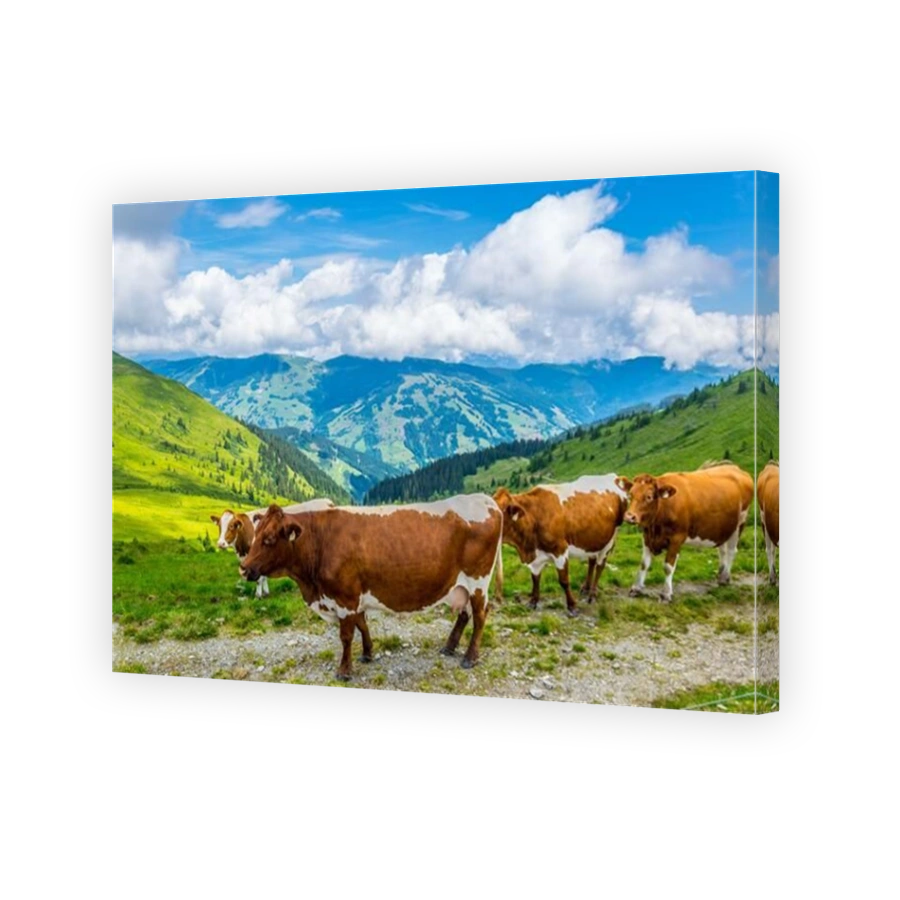 a group of cows is grazing grass on the pinzgauer spaziergang hiking trail in the alps near Zell am see in Austria