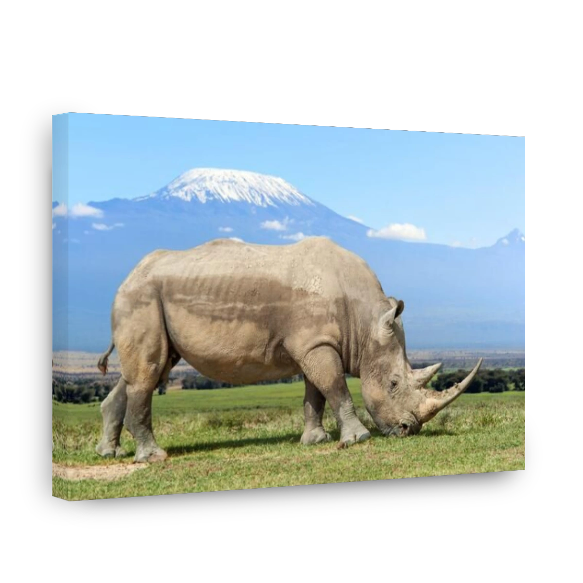 Rhino in front of Kilimanjaro mountain, Amboseli National Park of Kenya, Africa