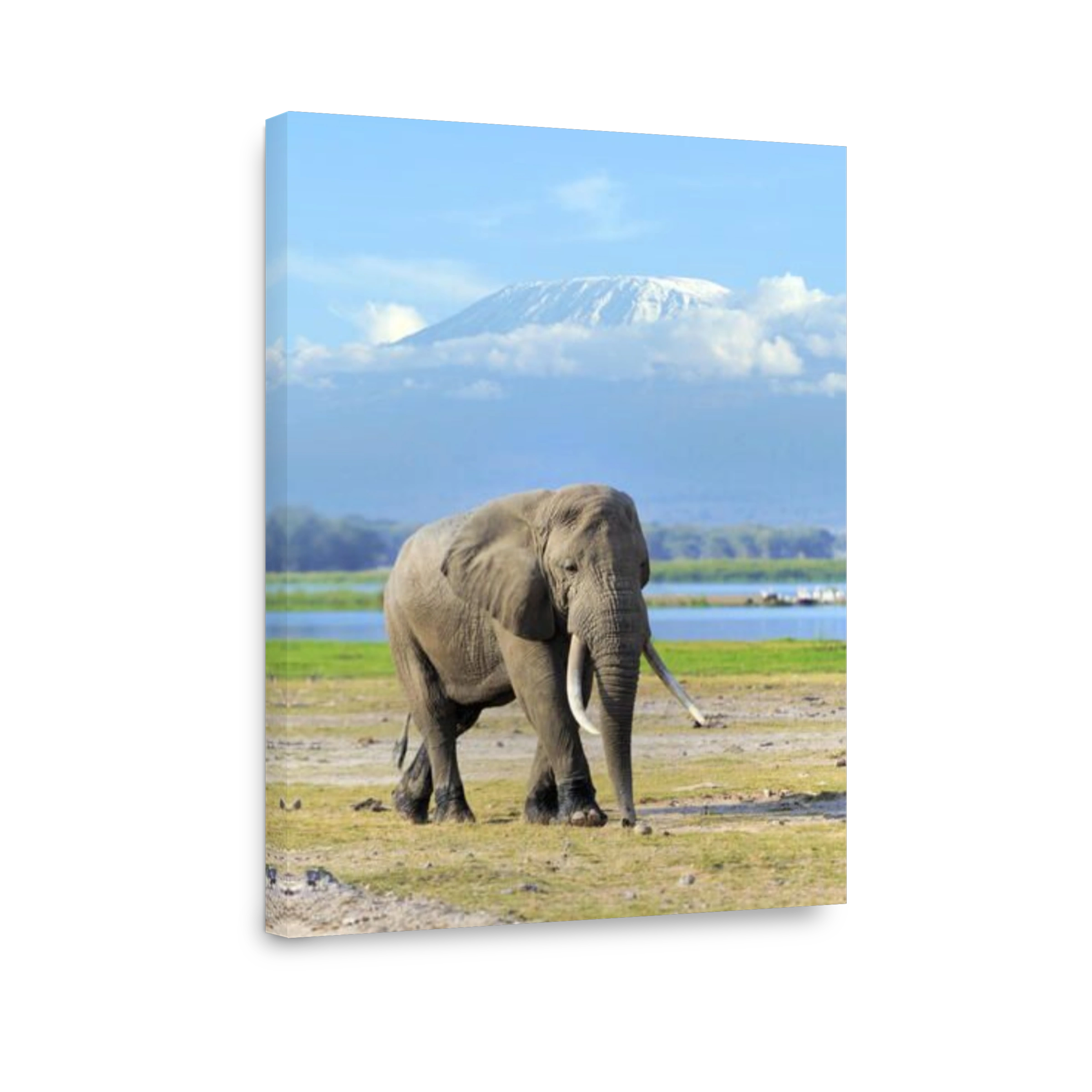 Elephant in National park of Kenya on Kilimanjaro mount background, Africa