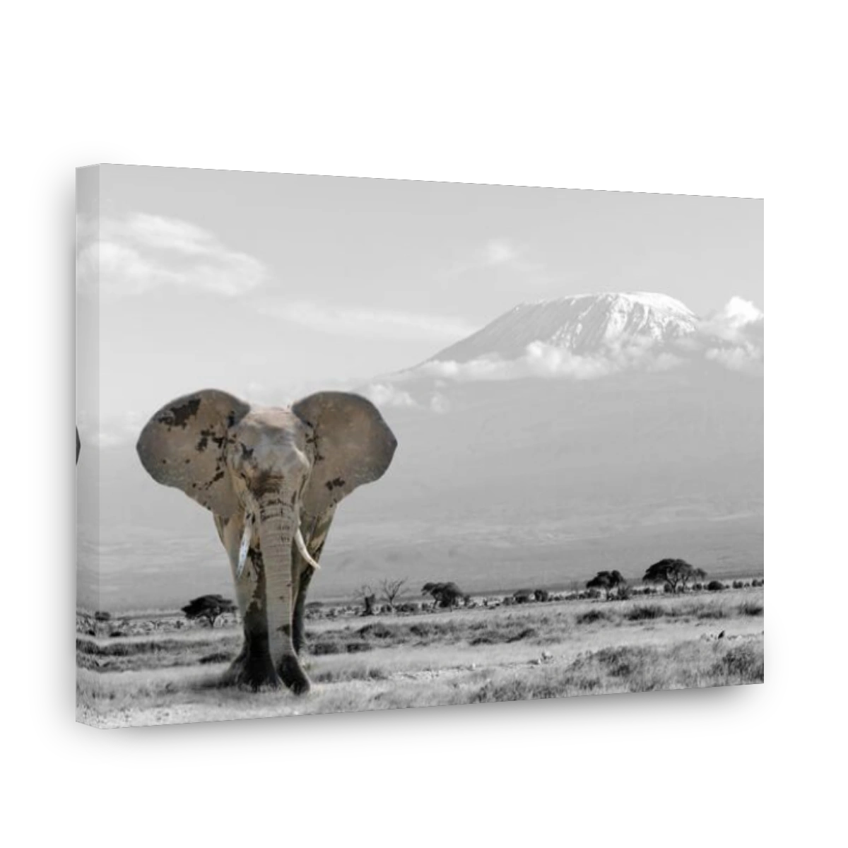 Elephant in the national park in Kenya. Black and white photography with color elephant