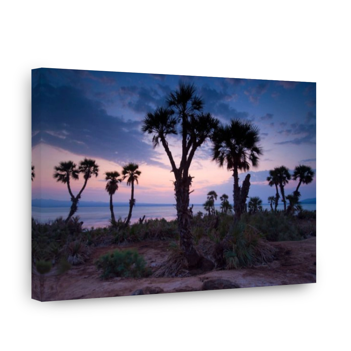 Salt lake, Afrera, Africa, Ethiopia, Afar region, Afgar, lake, salt lake, lake shore, morning mood, trees, palms