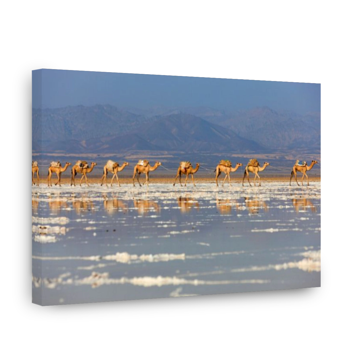 Ahmed Ela, Africa, Ethiopia, Afar region, Afgar, Danakil, desert, salt lake, salt, camels, dromedaries, caravan, salt caravan, r