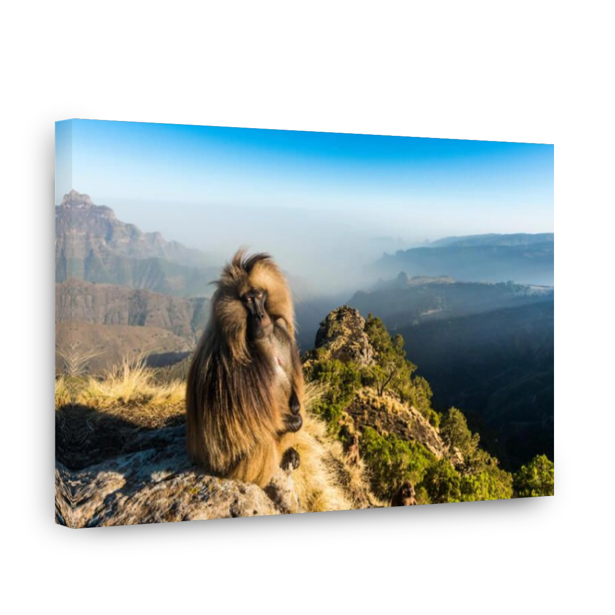 Gelada monkey resting in Simien Mountains National Park, Ethiopia