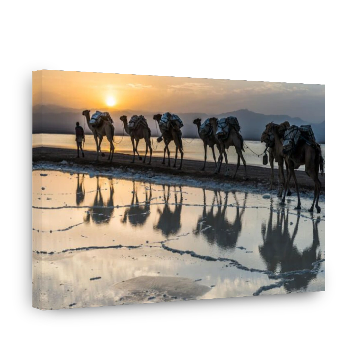 Camels loaded with pans of salt walking through a salt lake, Danakil depression, Ethiopia, Africa