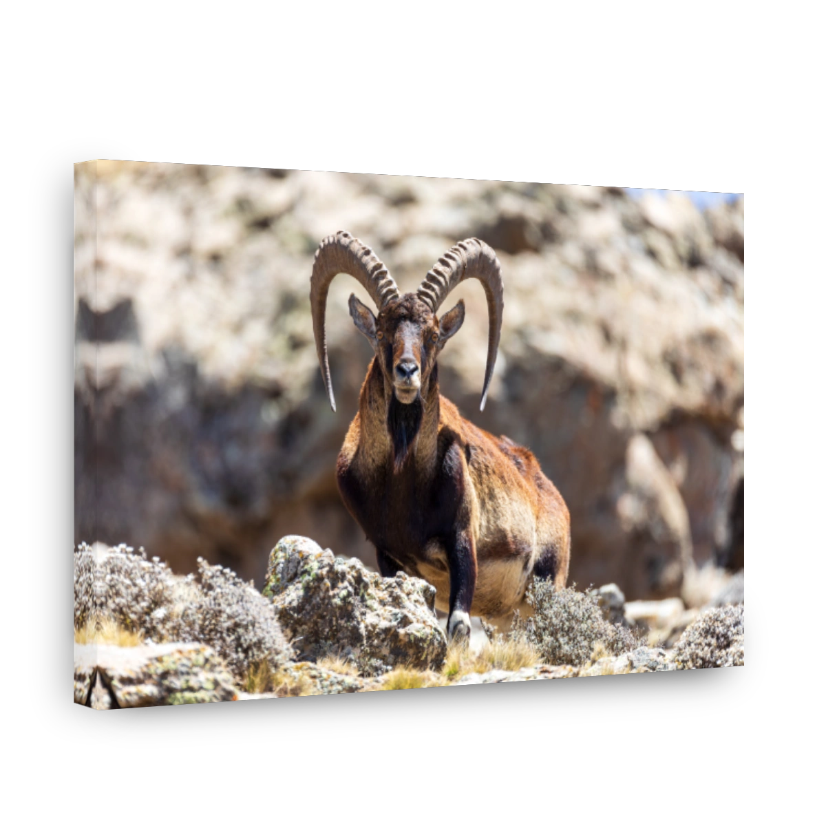 Walia ibex, (Capra walie), Simien Mountains in Northern Ethiopia, Africa