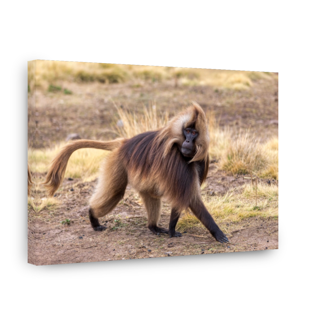Endemic Gelada, Theropithecus gelada, in Simien mountain, Ethiopia wildlife