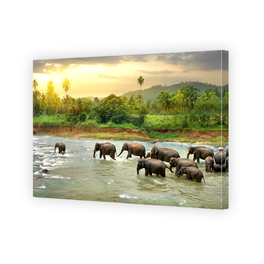 Elephants in river