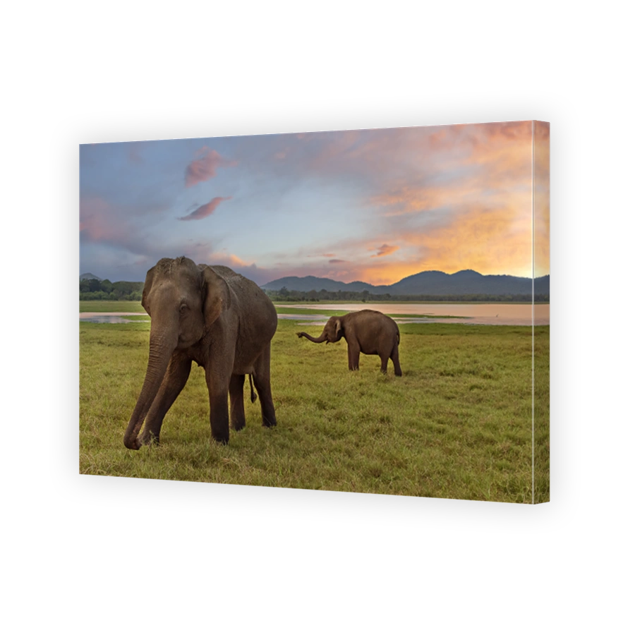 Asian elephants, Sri Lanka