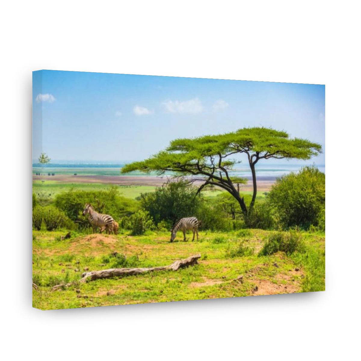 Wild zebra at Lake Manyara National Park. Tanzania.
