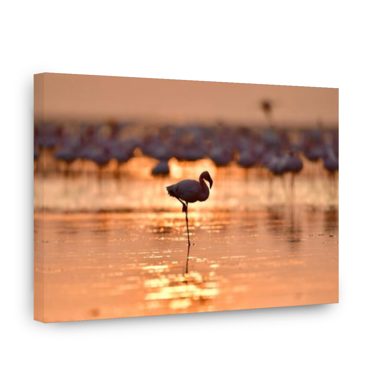 Silhouette of flamingo at dawn. Flamingo on the water of Lake Natron at sunrise. Lesser flamingo. Scientific name: Phoenicoparrus minor. Tanzania