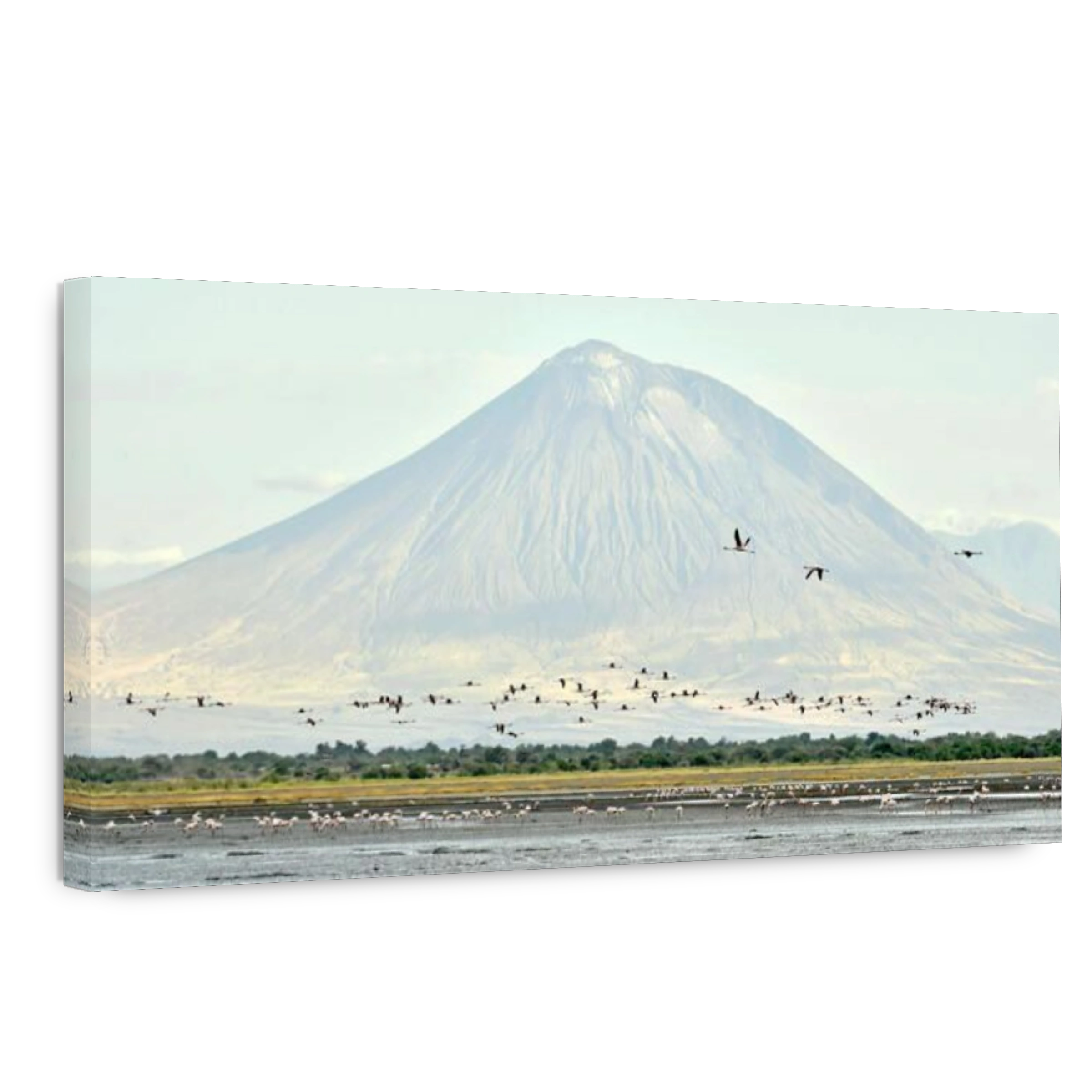 Flock of flamingos in flight. Flamingos fly over the lake Natron. Volcano Langai on the background. Lesser flamingo. Scientific name: Phoenicoparrus m