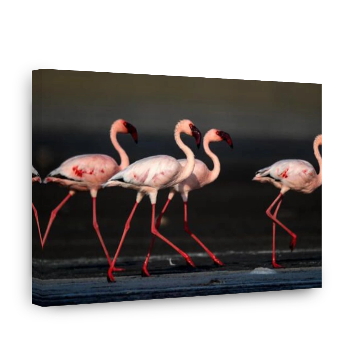 Lesser flamingos (Scientific name: Phoenicoparrus minor) walk on the water of Lake Natron. Tanzania.