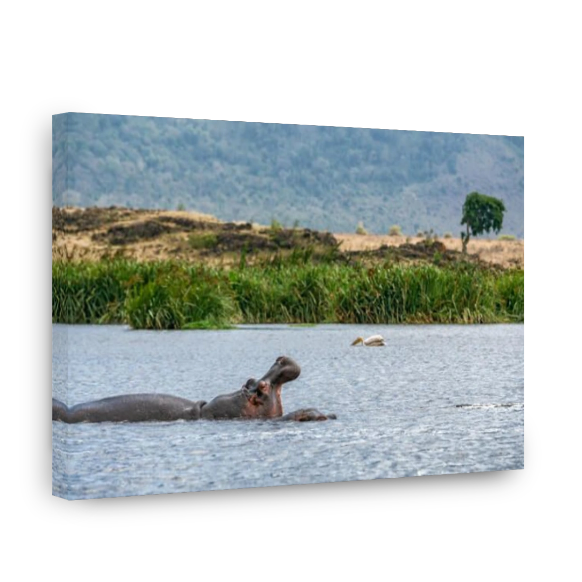 Hippo (Hippopotamus amphibius) showing jaw in the Ngorongoro crater, Tanzania