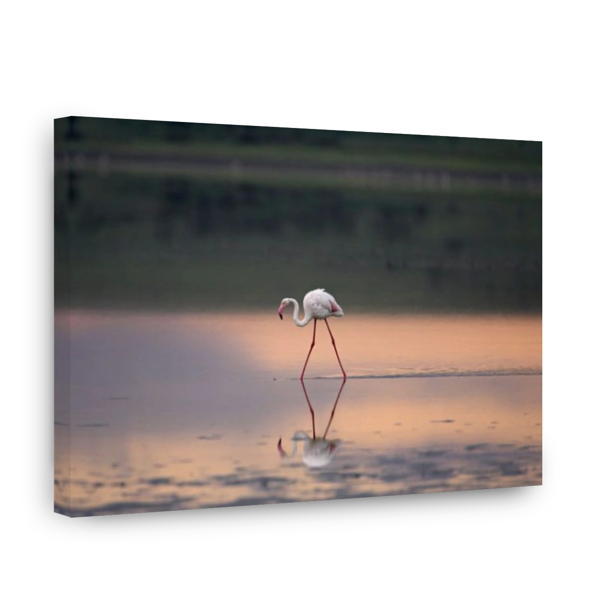 Greater flamingo (Phoenicopterus ruber) reflected in Lake Ndutu at sunset, Serengeti National Park, Tanzania, East Africa
