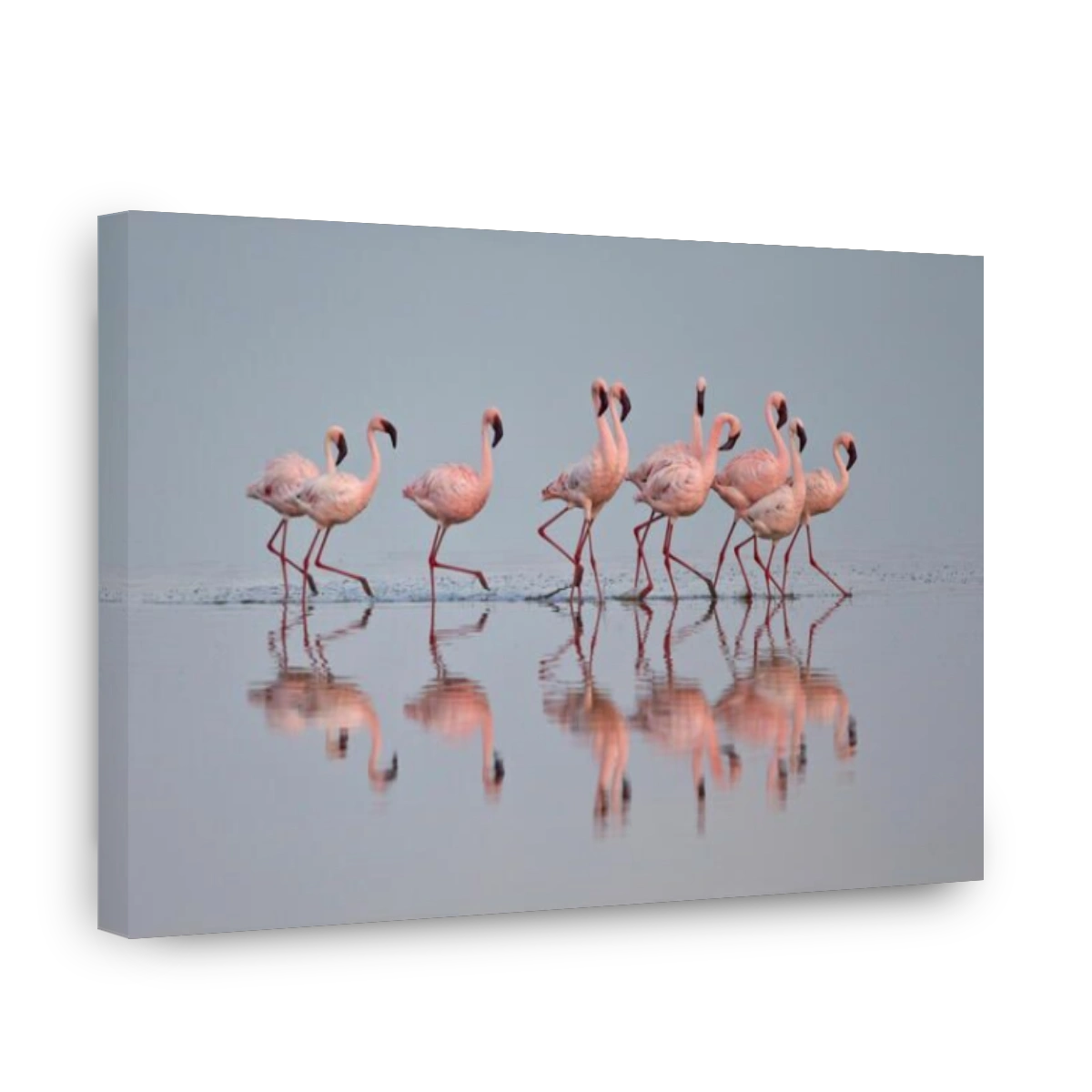 Lesser flamingo (Phoeniconaias minor) group, Serengeti National Park, Tanzania, East Africa, Africa
