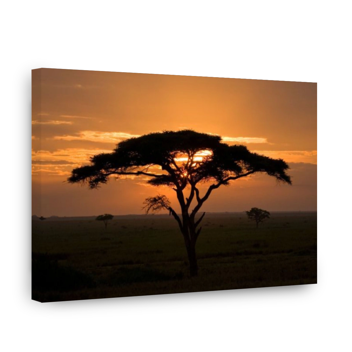 Sunrise in the Serengeti National Park, Tanzania, silhouetting acacia tree