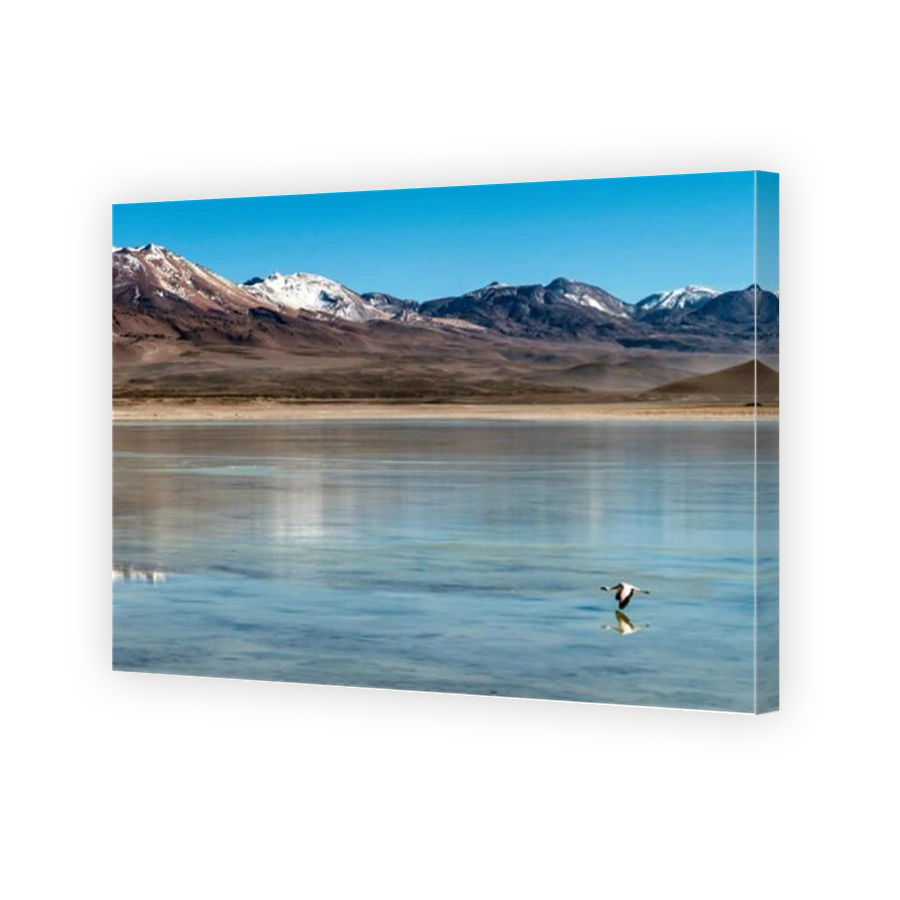 Flamingo in flight White lagoon Bolivia South America