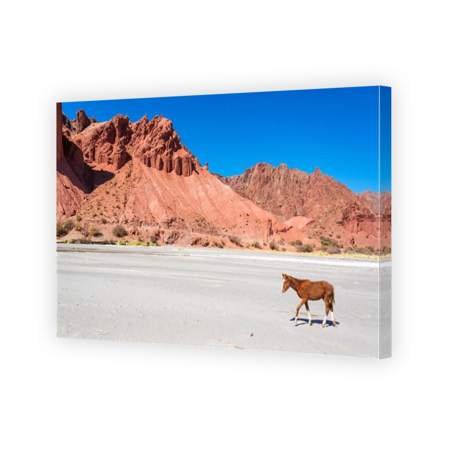 Brown and white colt in a desert surrounded by dramatic red hills in Tupiza, Bolivia