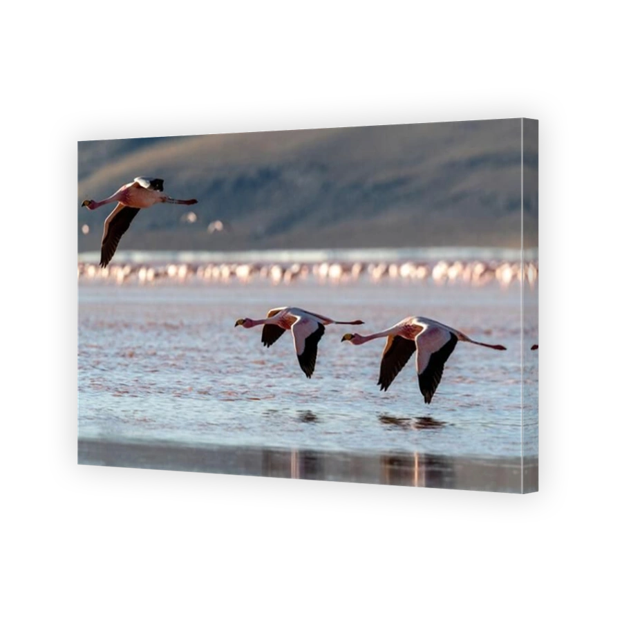 Rare James's flamingos (Phoenicoparrus jamesi), in flight, Eduardo Avaroa Andean Fauna National Reserve, Bolivia, South America
