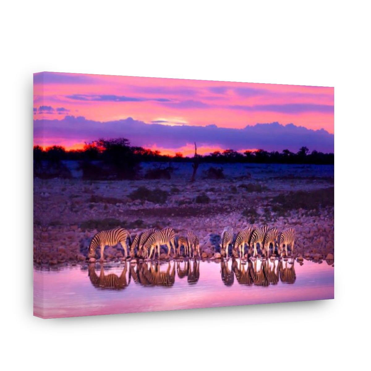 Zebras drinking at waterhole during sunset and sunrise. Etosha national park safari game drive in Namibia. Safari animals, game drive in Africa. Trave