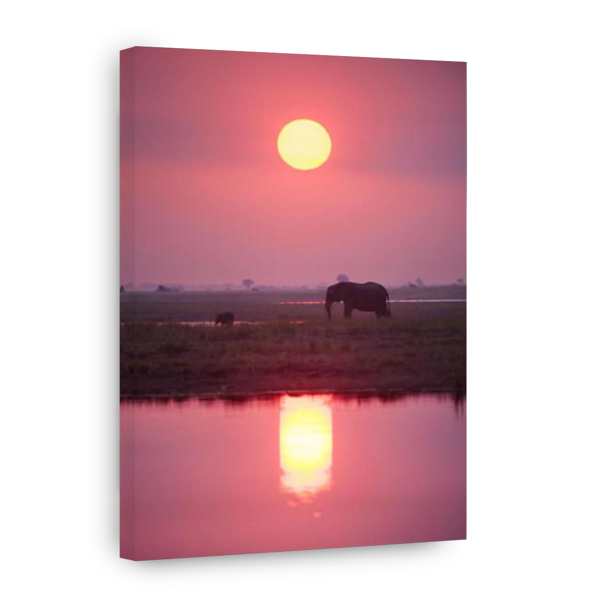 Elephant grazing at sunset
