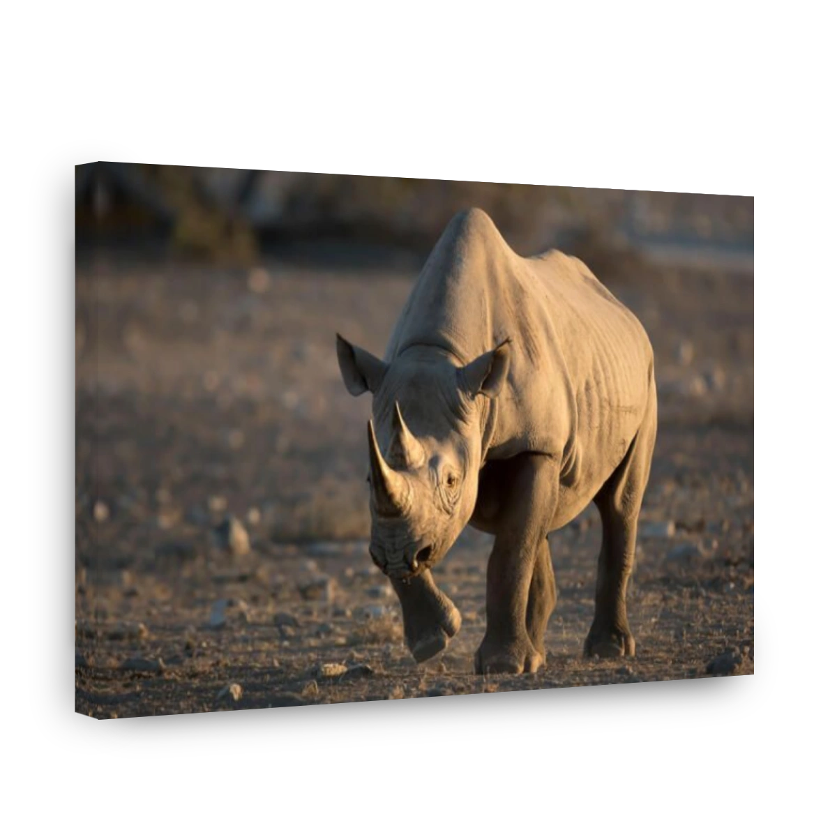 Black Rhino walking to a water hole.