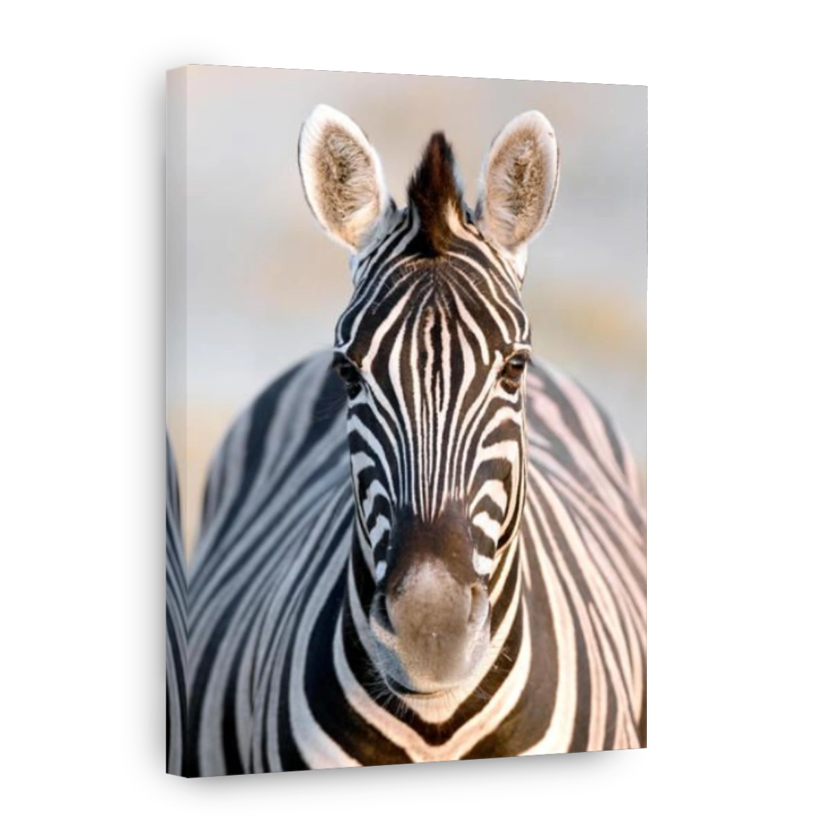 Zebra in Etosha National Park, Namibia