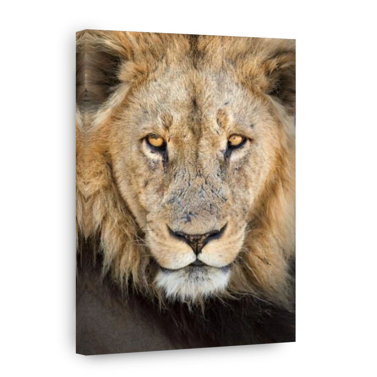 A close up of a dominant male lion in Khwai, Botswana.