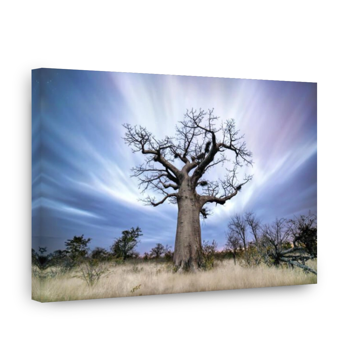 A Baobab tree at Dusk in Botswana.