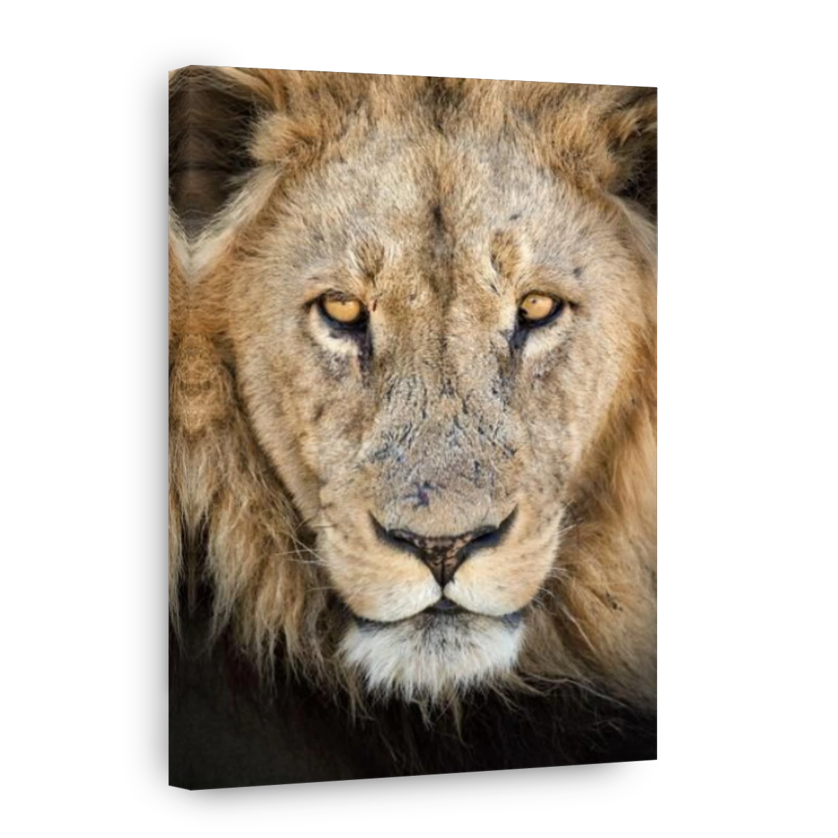 A close up image of a male lions face in Chobe National Park, Botswana.