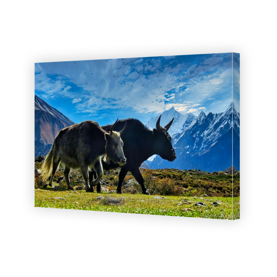 Yaks grazing in the stunning landscape of Kyanjin Gompa, Langtang Valley, Nepal, with the majestic snow-capped Himalayan mountains in the background.