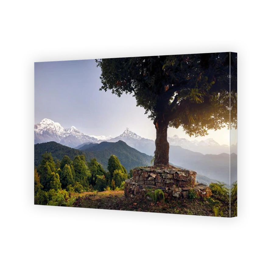 Big Tree at beautiful landscape of Himalaya Mountain Annapurna South and Hinchuli at Mardi Himal trek, Nepal