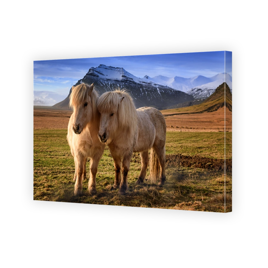 The Icelandic horse - a breed of horse developed in Iceland in sunset