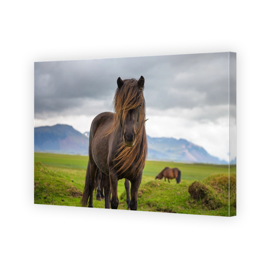 Icelandic horse in the scenic nature landscape of Iceland