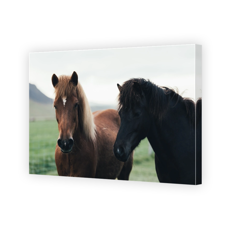 Couple of icelandic horses
