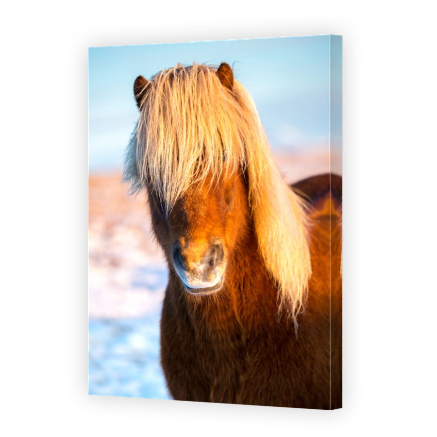 Portrait of an Icelandic horse