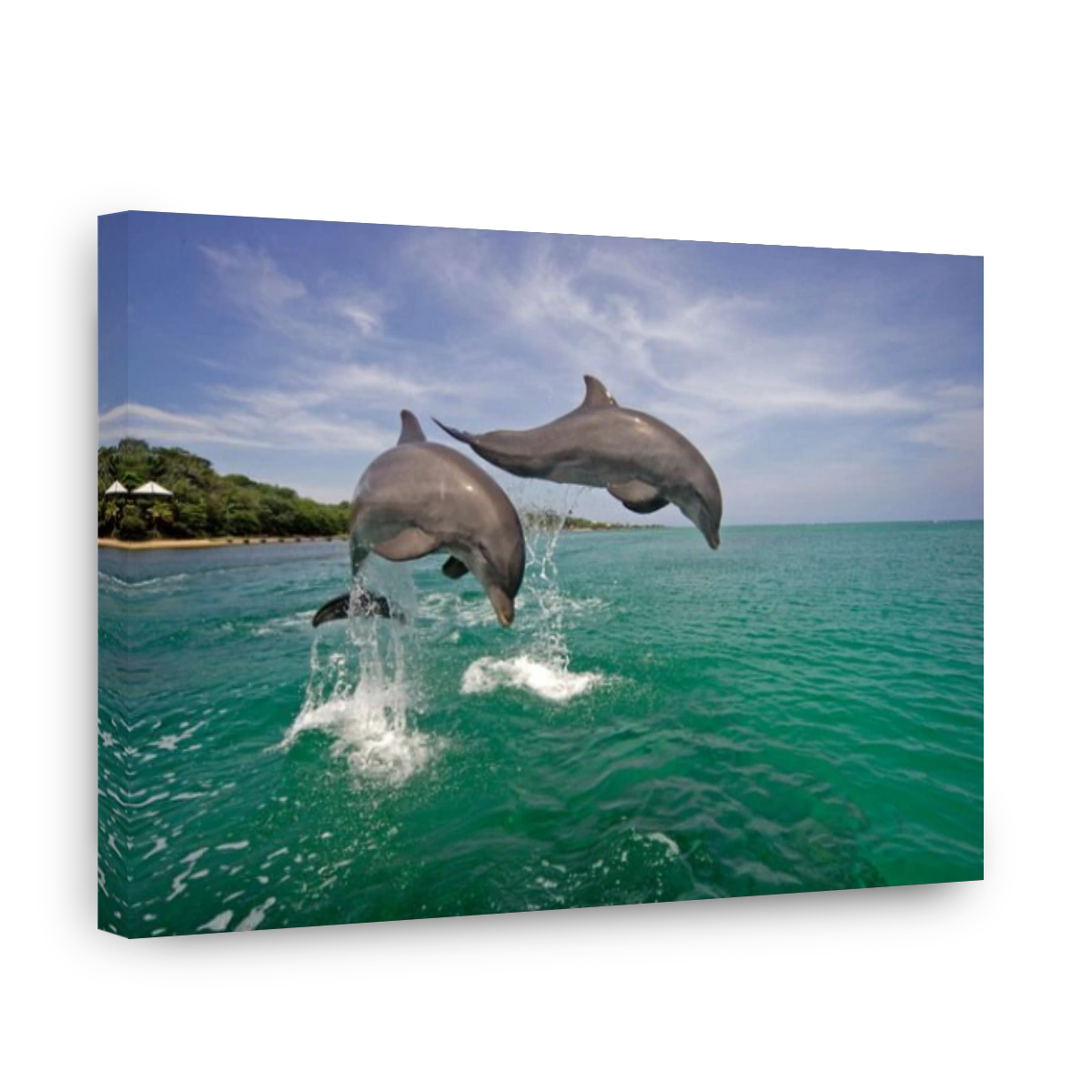 Common Bottlenose Dolphin (Tursiops truncatus), pair, adult, jumping out of the water, Caribbean, Roatan, Honduras, Central Ame
